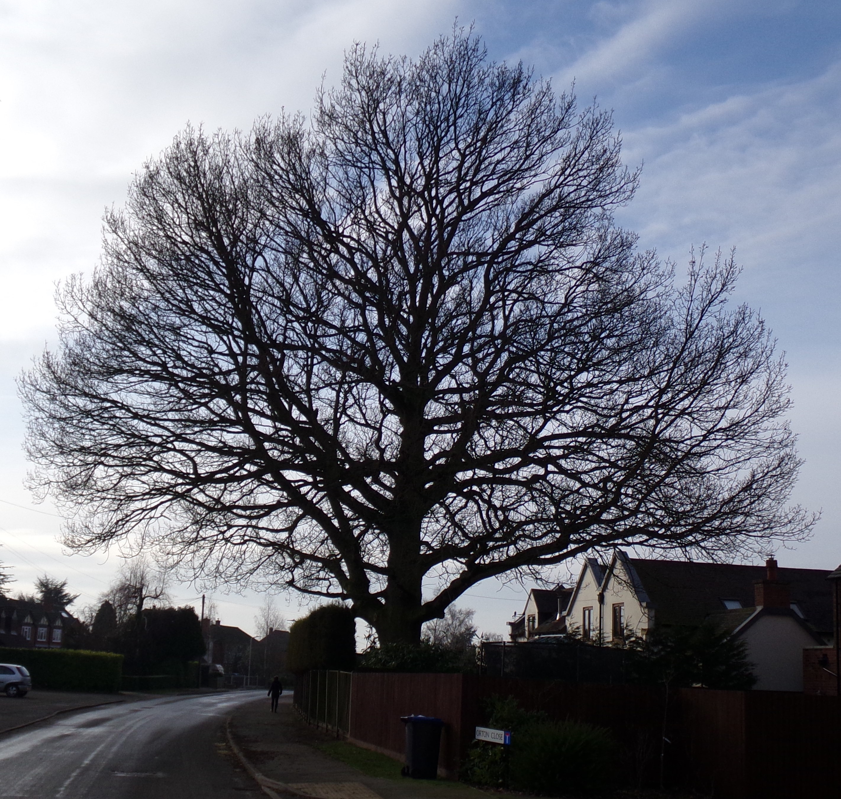 Oak tree in Main Street, January 2019